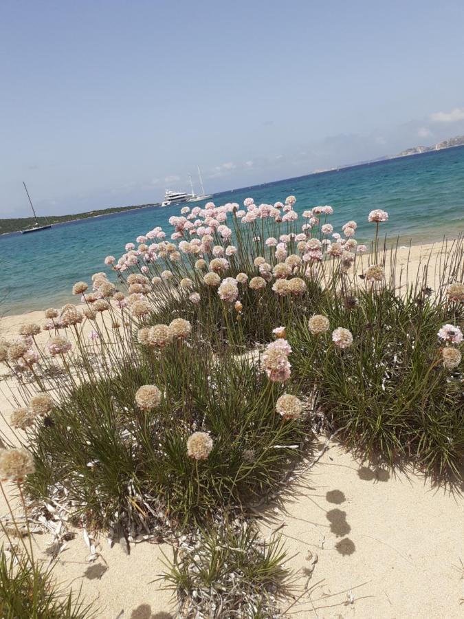 Gli Olivastri Con Piscina,Solarium, Vista Mare ,Sole -Mare E Tanta Natura ,Climatizzatore,Wifi Aglientu Buitenkant foto