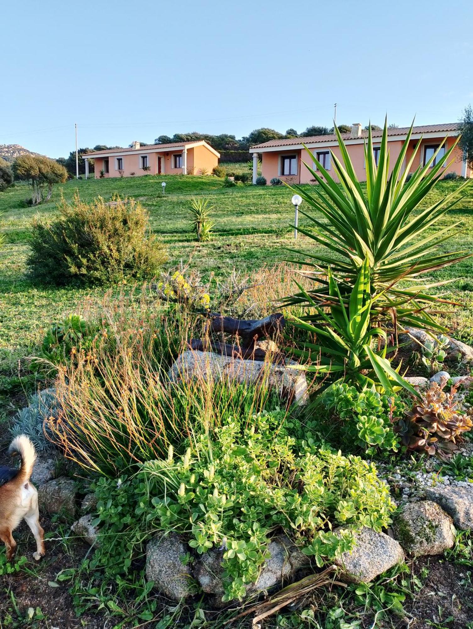 Gli Olivastri Con Piscina,Solarium, Vista Mare ,Sole -Mare E Tanta Natura ,Climatizzatore,Wifi Aglientu Buitenkant foto