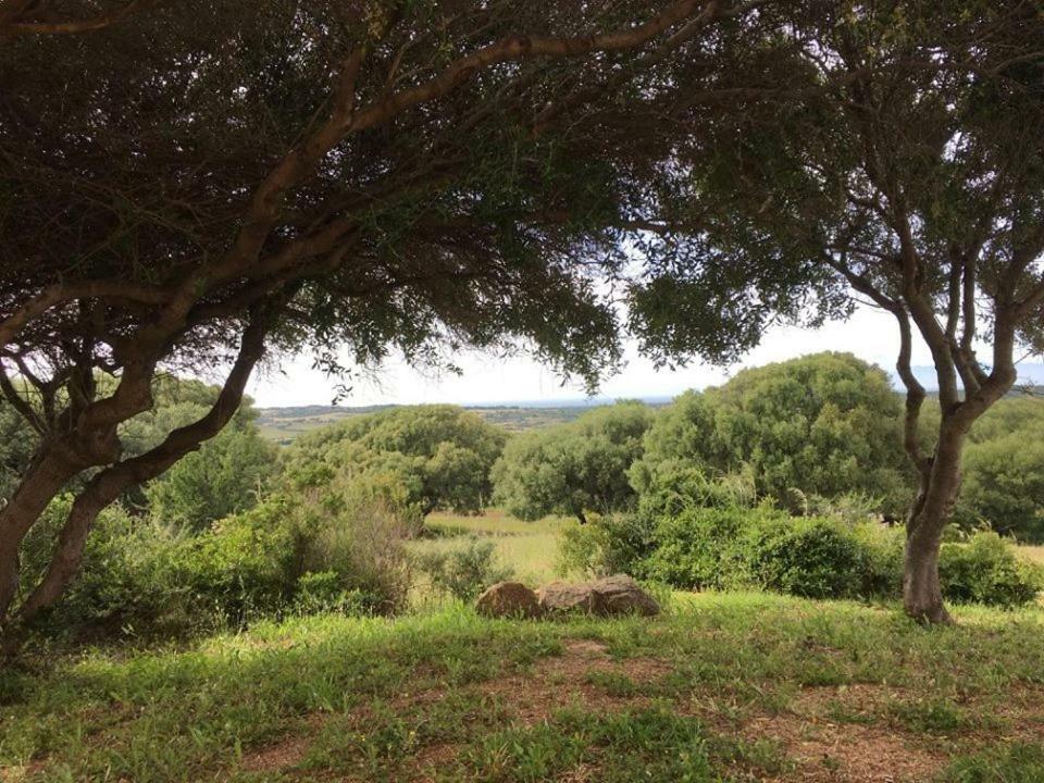 Gli Olivastri Con Piscina,Solarium, Vista Mare ,Sole -Mare E Tanta Natura ,Climatizzatore,Wifi Aglientu Buitenkant foto