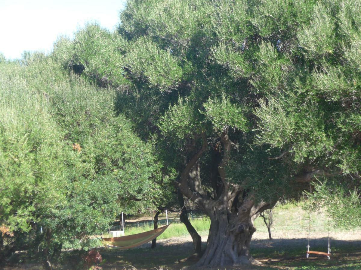 Gli Olivastri Con Piscina,Solarium, Vista Mare ,Sole -Mare E Tanta Natura ,Climatizzatore,Wifi Aglientu Buitenkant foto
